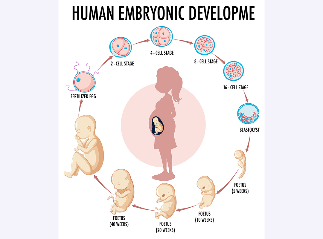 Key Benefits of the Embryoscope